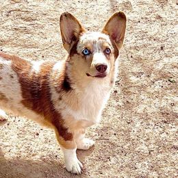 Twix - American Corgi