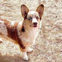 Twix - American Corgi