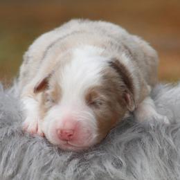 Australian Shepherd Puppies from Circle P Farm