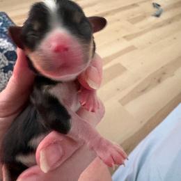 Tri boy - Tri-color male Cavalier King Charles Spaniel puppy in Melbourne, Florida from Majestic Cavaliers of Melbourne FL