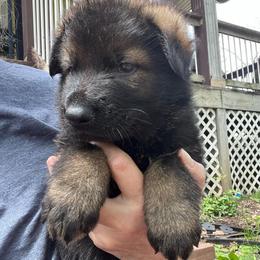 Black Collar - Black and tan male German Shepherd puppy in Kansas, Ottawa, Kansas from Import German Shepherds of Kansas
