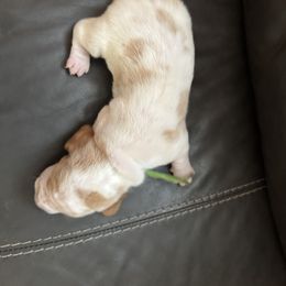 Girl 2 - Lemon and white female Basset Hound puppy in Poland, Indiana from Bolderosa Bassets