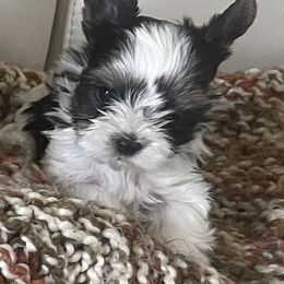 Yorkshire Terrier Puppies from Yorkies of St. George
