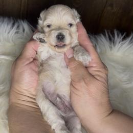 Wilson - Cream male Maltipoo puppy in New Port Richey, Florida from Toy Poodles And Maltese Of Florida
