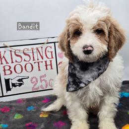 Bandit - Red male Bernedoodle puppy in Neillsville, Wisconsin from Granton Creek