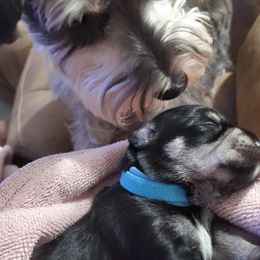 Miniature Schnauzer Puppies from Craft-ed Schnauzers