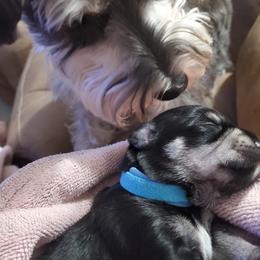 Miniature Schnauzer Puppies from Craft-ed Schnauzers