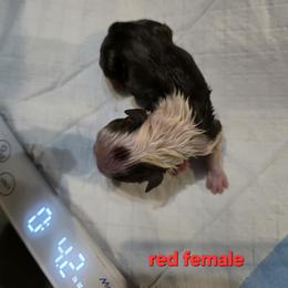 Girl 5 - Red female Boston Terrier puppy in Millers Creek, North Carolina from Tumbling Shoals Hilltop Bostons