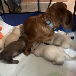 Dachshund Puppies from Dave’s Dachshunds