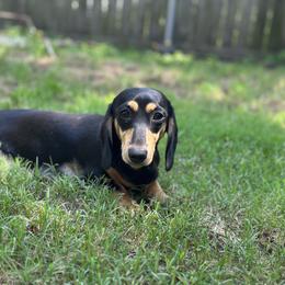 Meela - Dachshund