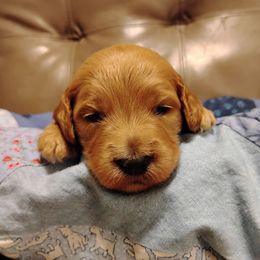 Penny - Apricot female Goldendoodle puppy in Apache Junction, Arizona from Loving Doodle