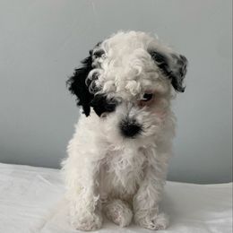 Jordan - Black and white male Cavapoo puppy in Sandy, Utah from Hudson Foxx Puppies
