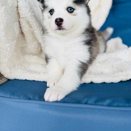 Betty - Black and white female Pomsky puppy in Yavapai County, Arizona from Pawsh Pomskies