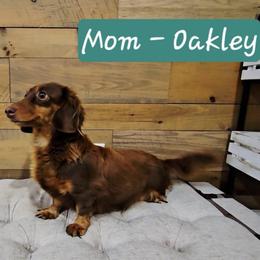 Oakley - Dachshund