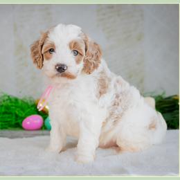 Rosetta - Parti female Goldendoodle puppy in Connersville, Indiana from Deaz Doodle Ranch