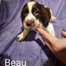 English Springer Spaniel Puppies from Brambleberry Springers