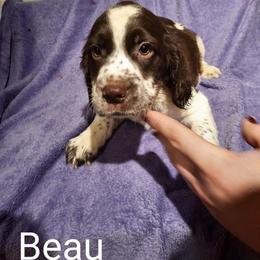 English Springer Spaniel Puppies from Brambleberry Springers