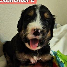 Boy 3 - male Bernedoodle puppy in Henderson, Colorado from Huggable Bernedoodles of Colorado LLC