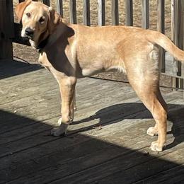 "Felix x Ezra '21 (Mr. Blue)" Labrador Retriever All Grown Up from VK Labradors