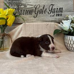 Duke - White and red male Border Collie puppy in Moody, Texas from Narrow Gate Farm