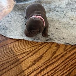 Pink- Girl - Chocolate female Labrador Retriever puppy in Monticello, Kentucky from Cody Sullivan