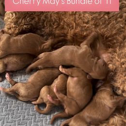 No name yet - Red male Australian Labradoodle puppy in Waco, Texas from RainPuddle's Labradoodles