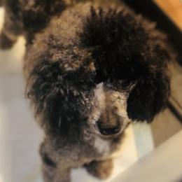 Peppa - Poodle