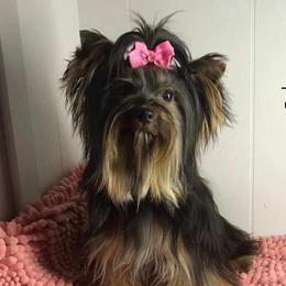 Yorkshire Terriers from Enchanting