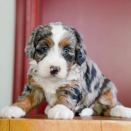 Star - Merle female Bernedoodle puppy in Dundee, Ohio from Down Home Doodle