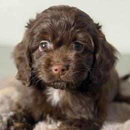 Liv - Brown female Cockapoo puppy in Palmdale, California from Pucci Pawfect