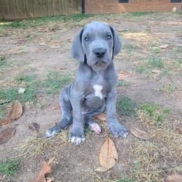 Titan - Blue male Great Dane puppy in Kannapolis, North Carolina from Carolina Great Danes & Toy Poodles