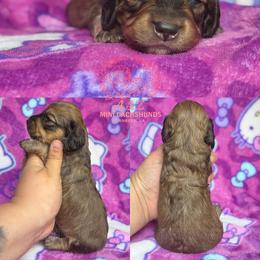 Dipsy - Cream male Dachshund puppy in Hornbeck, Louisiana from A&Z Mini Dachshunds