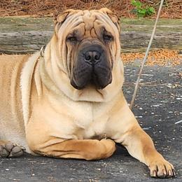 Chinese Shar-Pei from Hannaggin Shar Pei