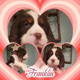 Rudolph - Black white and tan male English Springer Spaniel puppy in Westover, Maryland from Sterling's springer Haven