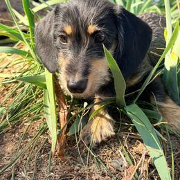 Anna - Black and tan female Dachshund puppy in Boston, Kentucky from Boston Crossing