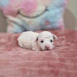 Willow (AKC) - White female Poodle puppy in Rainbow City, Alabama from Spinks Poodles