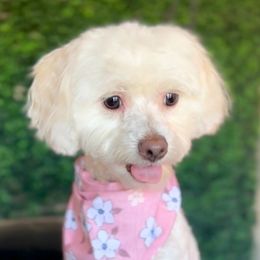 Lola - Maltipoo