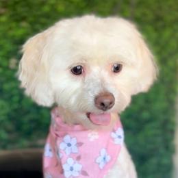 Lola - Maltipoo