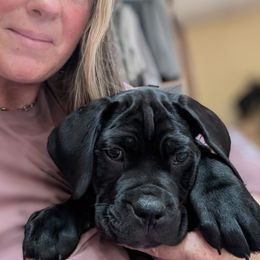 Sage - Black female Cane Corso puppy in Franktown, Colorado from Earth and Ship Cane Corso