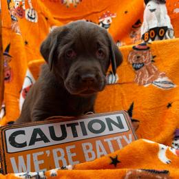 Gray - Chocolate male Labrador Retriever puppy in Heath Springs, South Carolina from Rich Hill Retrievers