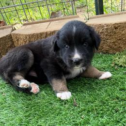 Chocolate - Black tri-color female Australian Shepherd puppy in Mount Vernon, Texas from RJ's Aussie Posse