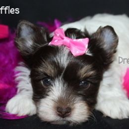 AKC Biro Girl Ruffles - Chocolate tan and white female Biewer Terrier puppy in Kennesaw, Georgia from Dreamy Pups