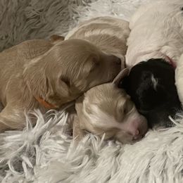 Goldendoodle, Maltipoo, and Poodle Puppies from Winchester Hills Poodles and Doodles
