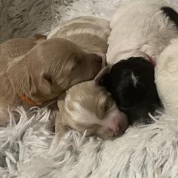 Goldendoodle, Maltipoo, and Poodle Puppies from Winchester Hills Poodles and Doodles