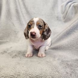 Lexi - Dapple female Dachshund puppy in Trenton, Florida from Kings Dachshunds
