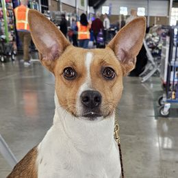 Rat Terriers from Sultan Briars
