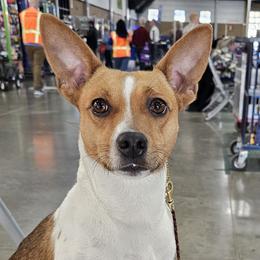Rat Terriers from Sultan Briars