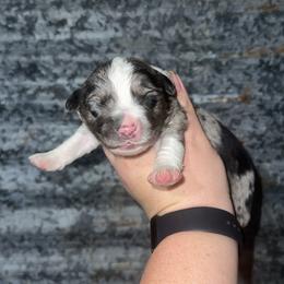 Cash - Blue merle male Miniature Australian Shepherd puppy in Liberty, Mississippi from Liberty Oaks Aussies and Dachshunds