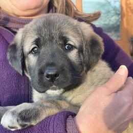 Anatolian Shepherd Dog Puppies from Wild Rooster Family Farm (AKC Anatolians OFA Hips Tested)
