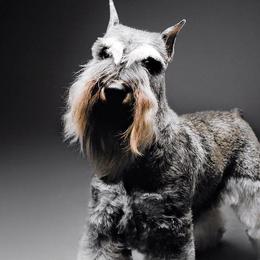 Miniature Schnauzers from Ebonheir Miniature Schnauzers